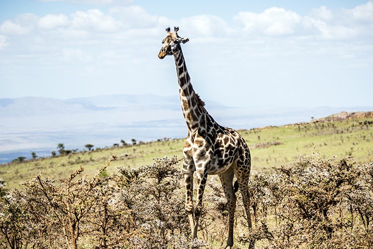 TZA ARU Ngorongoro 2016DEC23 067